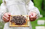 A bee keeper holding a honey comb covered in bees