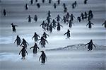 Penguin herd