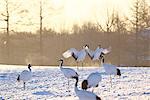 Red-Crowned Crane herd