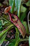 Nepenthes