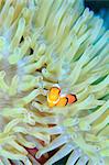 Clownfish