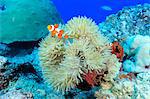 Clownfish