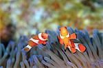 Clownfish