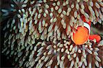 Clownfish