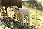 Close-up of a house-sheep (Ovis orientalis aries) lamb on a meadow in spring, Bavaria, Germany