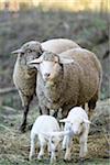 Close-up of a house-sheep (Ovis orientalis aries) mother with her two lambs on a meadow in spring, Bavaria, Germany