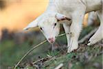 Close-up of a house-sheep (Ovis orientalis aries) lamb on a meadow in spring, Bavaria, Germany