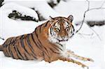 Portrait of Siberian Tiger (Panthera tigris altaica) in Winter, Germany