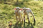 Portrait of Two Lambs (Ovis orientalis aries) on Meadow in Spring, Upper Palatinate, Bavaria, Germany