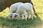 Portrait of Lambs (Ovis orientalis aries) on Meadow in Spring, Upper Palatinate, Bavaria, Germany