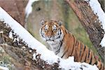 Portrait of Siberian Tiger (Panthera tigris altaica) in Winter, Germany