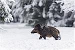 Wild Boar (Sus scrofa) Tusker, Spessart, Bavaria, Germany