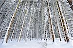 Landscape of Snowy Norway Spruce (Picea abies) Forest in Winter, Upper Palatinate, Bavaria, Germany