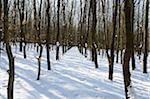 Landscape of Snowy Young Broadleaf Forest in Winter, Upper Palatinate, Bavaria, Germany