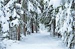 Landscape with Path through Snowy Norway Spruce (Picea abies) Forest in Winter, Upper Palatinate, Bavaria, Germany