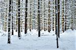 Landscape of Snowy Norway Spruce (Picea abies) Forest in Winter, Upper Palatinate, Bavaria, Germany