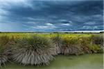 Thunder Storm over Countryside, Camargue, Bouches-du-Rhone, Provence-Alpes-Cote d'Azur, France