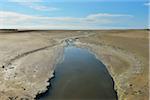 Marshland in Summer, Digue a la Mer, Camargue, Bouches-du-Rhone, Provence-Alpes-Cote d'Azur, France