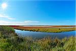 Marshland with Sun in Summer, Digue a la Mer, Camargue, Bouches-du-Rhone, Provence-Alpes-Cote d'Azur, France