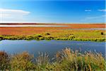 Marshland in Summer, Digue a la Mer, Camargue, Bouches-du-Rhone, Provence-Alpes-Cote d'Azur, France