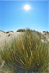 Close-up of Grass in Sand Dune with Sun in Summer, by Mediterranean Sea, Saintes-Maries-de-la-Mer, Camargue, Bouches-du-Rhone, Provence-Alpes-Cote d'Azur, France