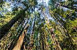 The treetops of the Redwood trees in the Avenue of the Giants, Northern California, USA