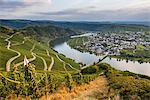 Vineyards around Piesport and the Moselle River, Moselle Valley, Rhineland-Palatinate, Germany, Europe