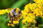 Bumblebee (Bombus pascuorum) on a yellow flower