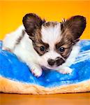 Cute Papillon puppy age of one and a half months  lying on pillow on a orange background