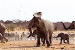 A herd of African elephants drinking at a waterhole. Angry Elephant in front. Etosha national Park, Ombika, Kunene, Namibia. True wildlife photography