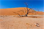 Dune 45 in sossusvlei Namibia with dead tree, best of Namibia landscape