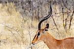 Portrait of Springbok Antidorcas marsupialis, Etosha national Park, Ombika, Kunene, Namibia. True wildlife photography