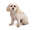 An adorable Maltese And Poodle Mix Breed Dog sitting at an angle while looking forward.