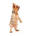 An adorable Yorkshire Terrier Puppy dancing while lookoing sideways.