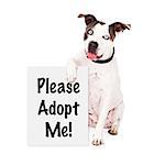 A friendly American Staffordshire Terrier dog sitting and holding a sign saying Please Adopt Me