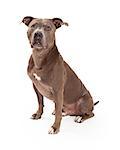 An American Staffordshire Terrier Dog sitting at an angle while looking forward.