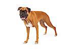 An attentive and well trained Boxer Dog standing at an angle.