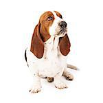 An upset Basset Hound dog with a funny look on his face