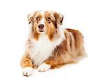 An attentive Australian Shepherd Dog laying with its legs outstretched in front of its body.