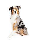 An attentive and beautiful Australian Shepherd dog sitting looking into the camera