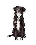 An attentive Border Collie Mix Breed Dog sitting while looking forward.