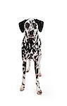 An attentive Dalmatian Dog standing while looking forward.