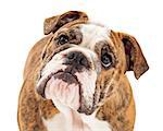 Closeup photo of an English Bulldog with an attentive expression