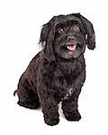An attentive and well trained Havanese Dog sitting and looking forward with mouth open.