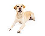 An attentive Labrador Retriever Dog laying with outstretched paws while looking upwards.