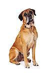 Mastiff dog sitting against a white backdrop and looking at the camera