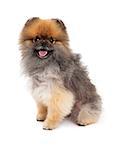 An attentive Pomeranian Dog sitting at an angle with open mouth.