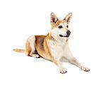 A very attentive Australian Cattle and Shiba Inu mix dog laying at an angle with outstretched legs.