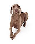 An attentive Weimaraner Dog laying with outstretched paws.