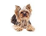A very attentive and focused Yorkshire Terrier dog laying and looking forward.